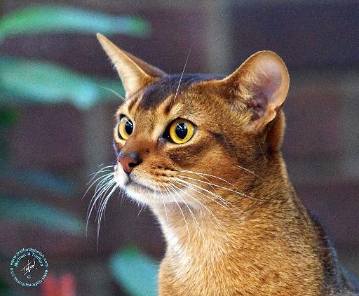 Abbyssinian AA025D-018.JPG